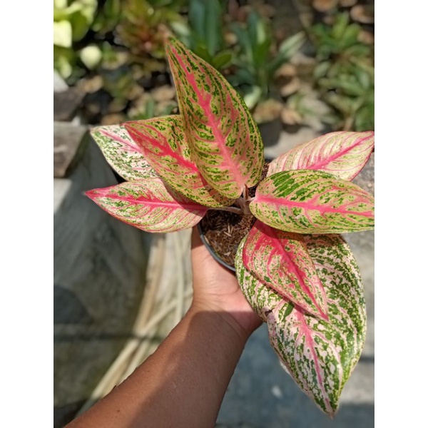 Aglonema red legacy mutan/mutasi warna menor