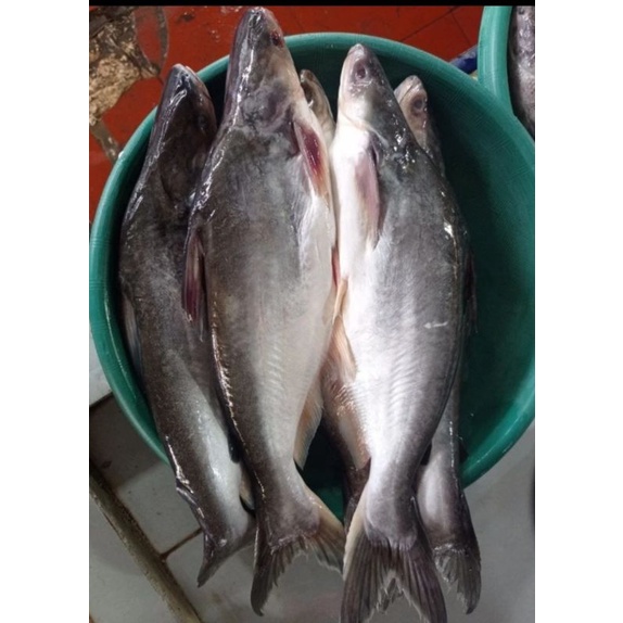 

Ikan Patin