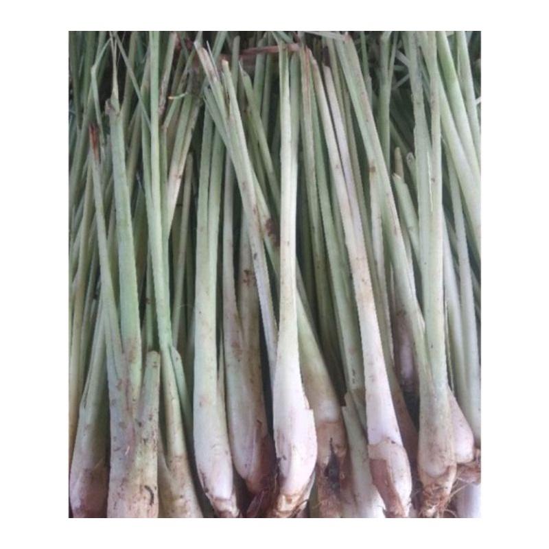 bibit serai bumbu/bibit serai hijau herbal termurah