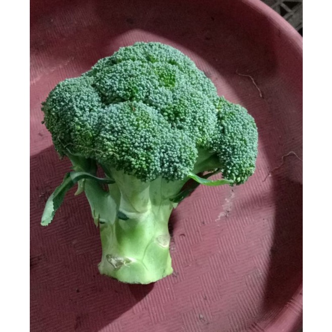 

BROKOLI IMPORT