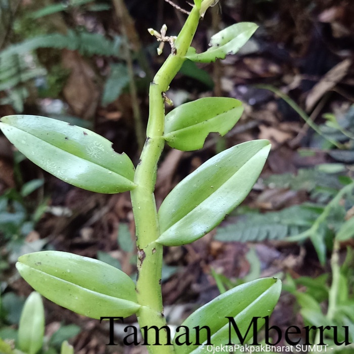Appendicula Orchid Sumatera#Anggrek Hutan Sumatera Bunga & Tanaman