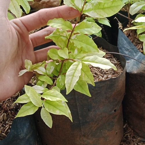 Bibit Tanaman Bunga Anting Putri Variegata Untuk Bonsai