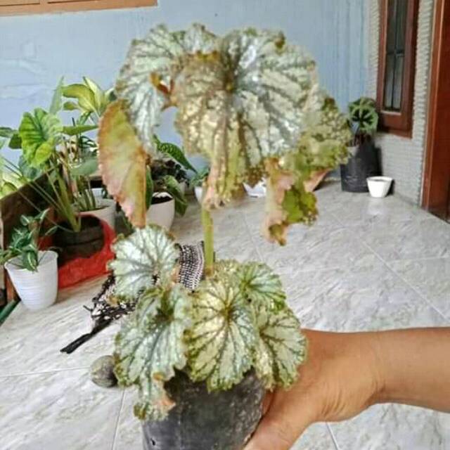 Begonia PERAK