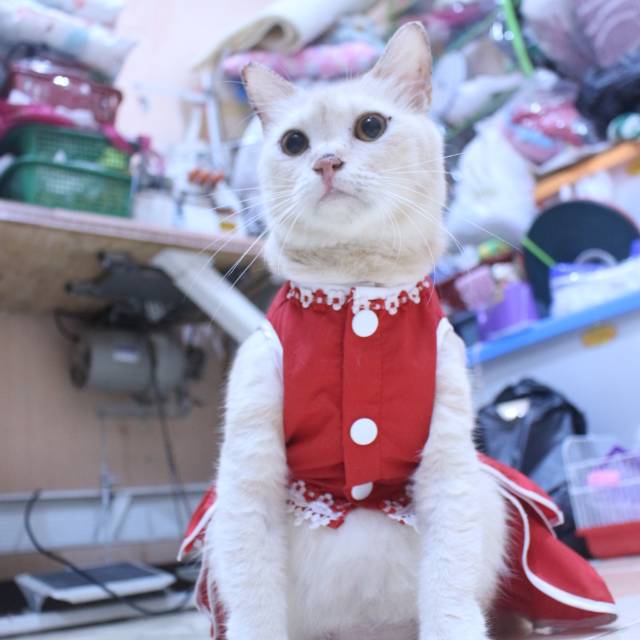 Dress polos warna merah lucu untuk kucing / baju kucing murah size S-XL