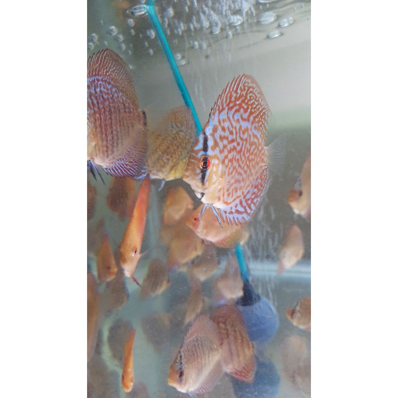 Discus leopard 2 inch