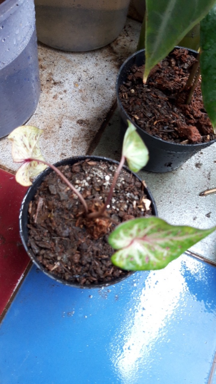 Caladium Gingerland / Dikirim Anakan Keladi Gingerland