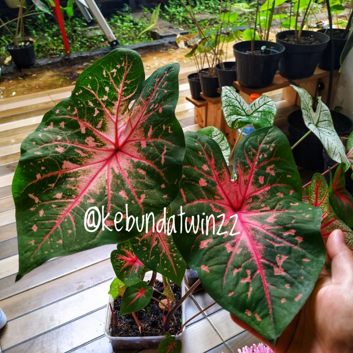 Caladium Pink Cloud/Keladi Pink Cloud