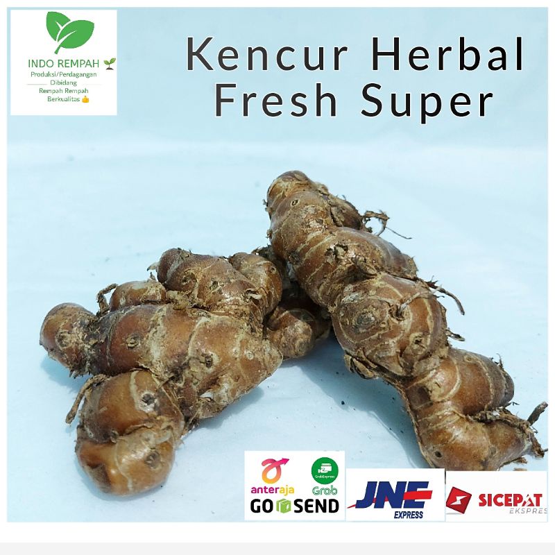 

Kencur 500 gram / 1 Kg Fresh Murah