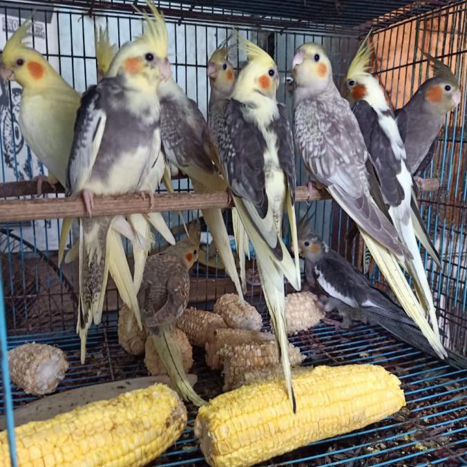cockatiel for sale uk