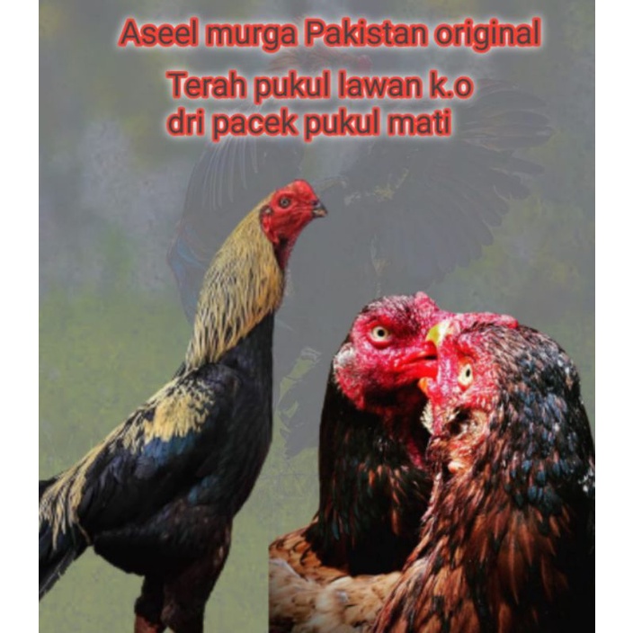 telur fertil ayam Bangkok aduan