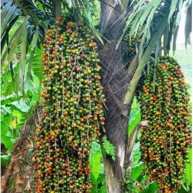 pohon aren/kulang kaling/kolang kaling original