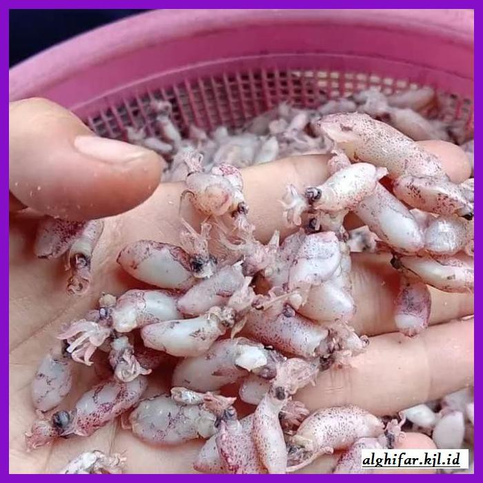 

Makanan-Kering- Ikan Asin Baby Cumi Kering Per 500Gr -Aneka.