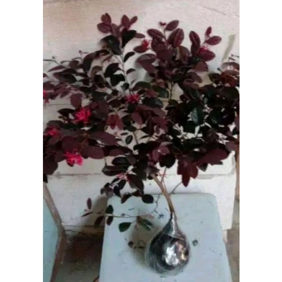 bibit bonsai serut merah/vitalum