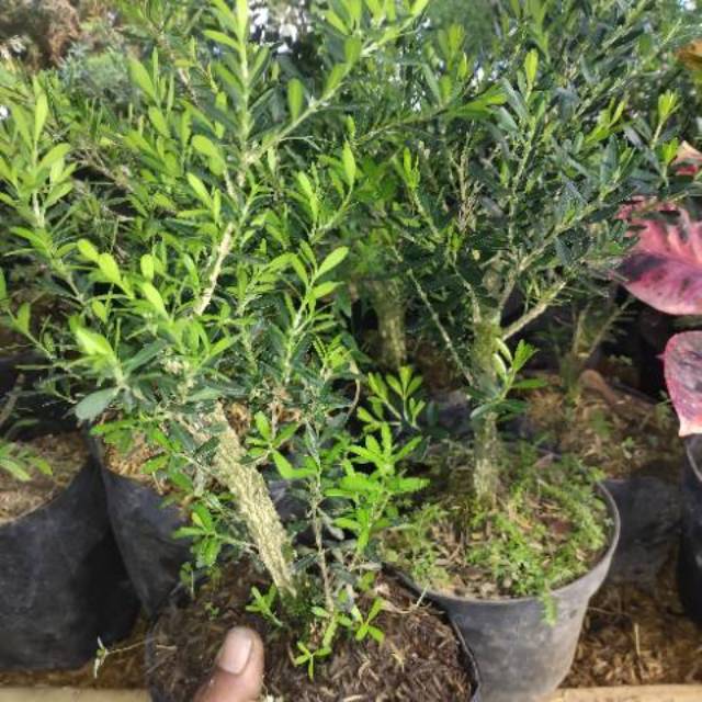 Bahan bonsai mame boxus