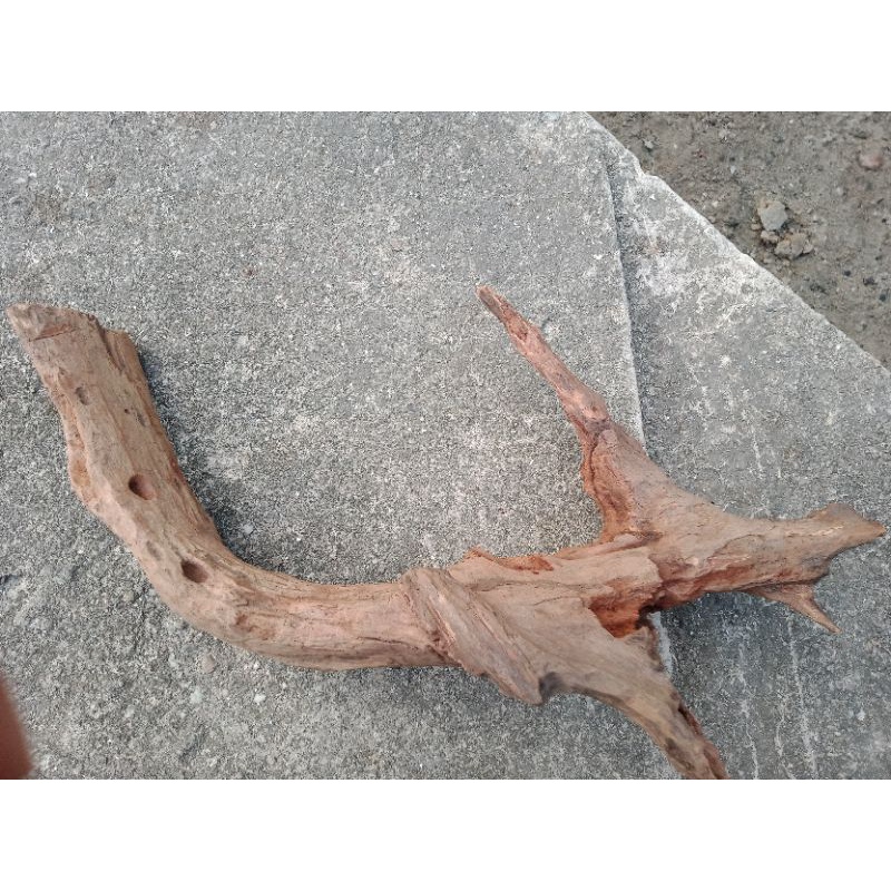 bonsai aquarium /kayu hiasan aquarium