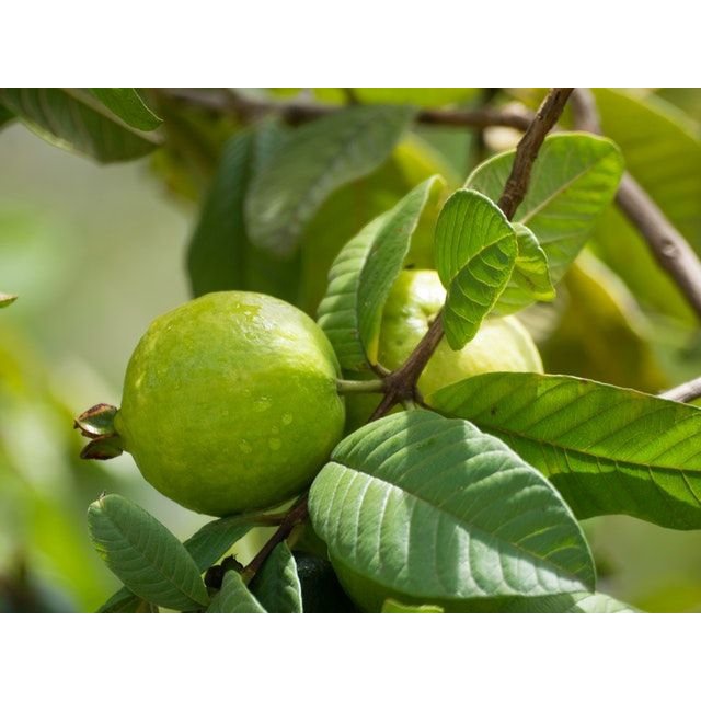 

DAUN JAMBU BIJI SEGAR 100 Gram