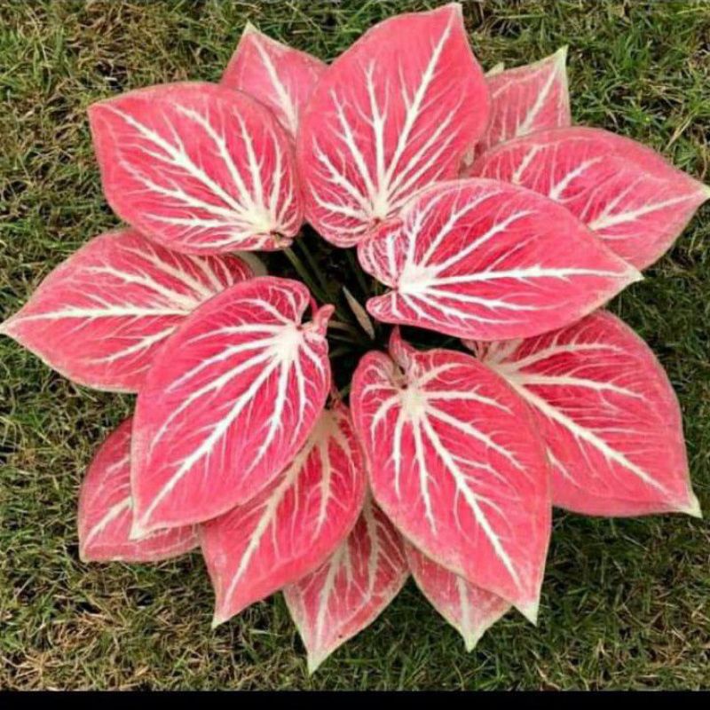 tananan hias umbi caladium thailand white bone kelasi hias