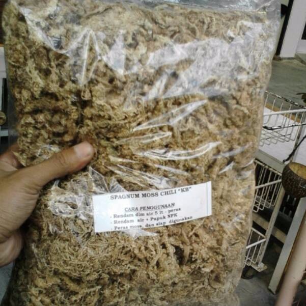 Media Anggrek spagnum mos atau mos putih