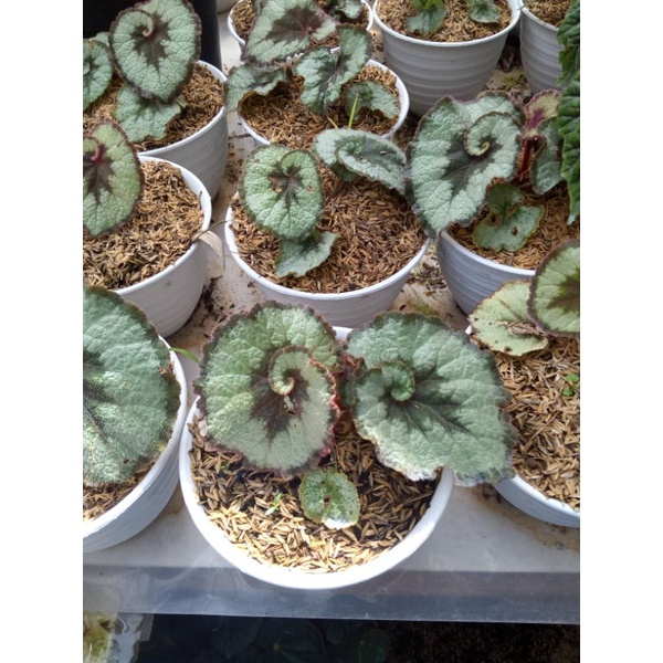 Tanaman hias begonia keong abu,begonia keong