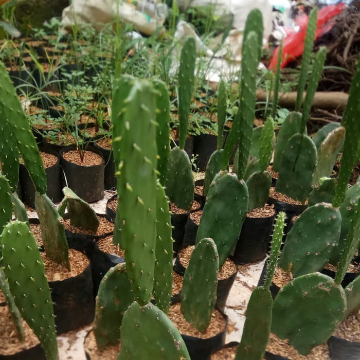 Tanaman Hias Kaktus Centong | Pohon Kaktus | Tanaman Hias Kaktus