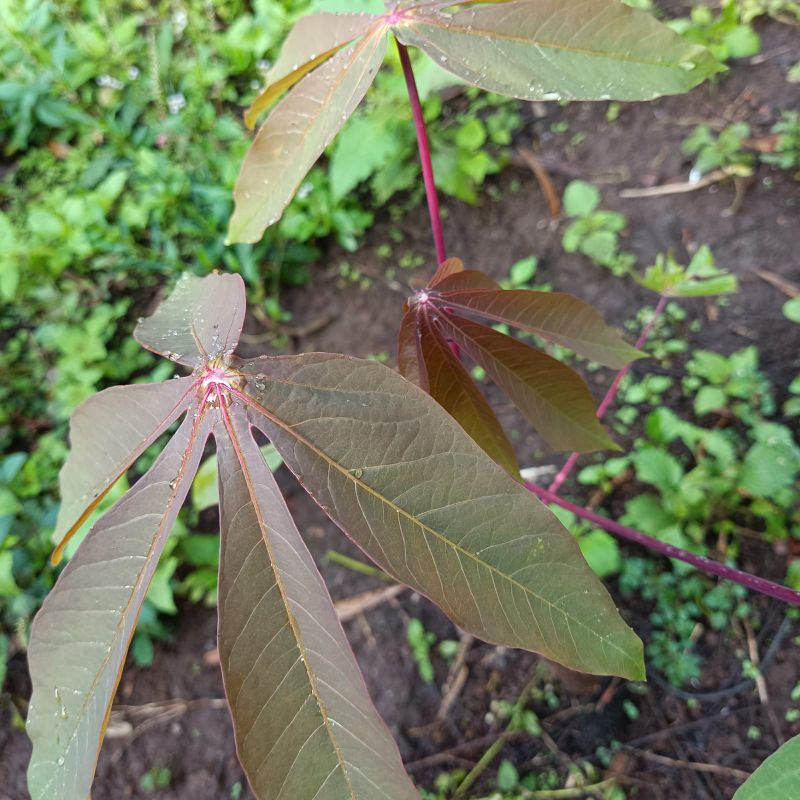 

DAUN SINGKONG PUCUK SINGKONG SEGAR