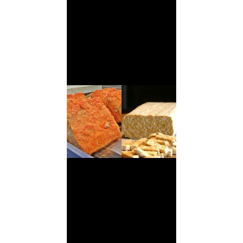 

MAKANAN ONCOM SEGAR