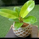 TANAMAN HIAS KOKEDAMA PHILO LEMON