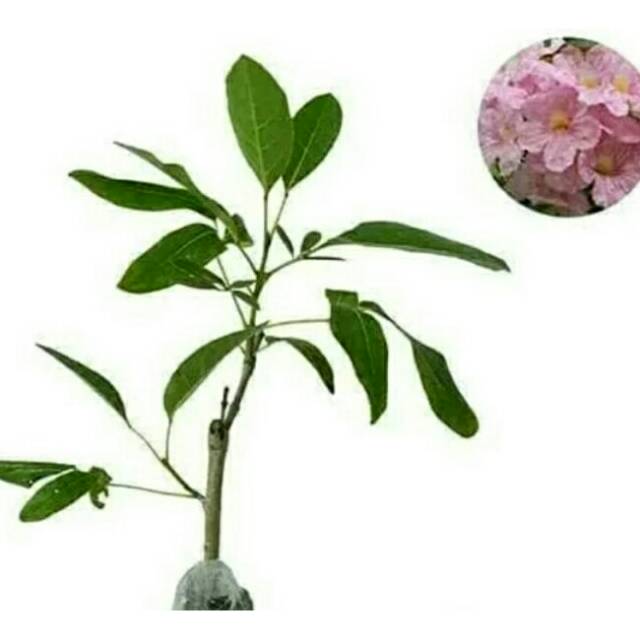 Paketan bibit tanaman tabebuya 3 pohon