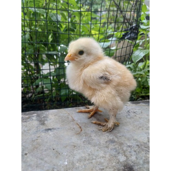 Anakan Ayam Hias BRAHMA Original, Asli Hewan Unik (Bukan Pheasant Poland Ringneck)