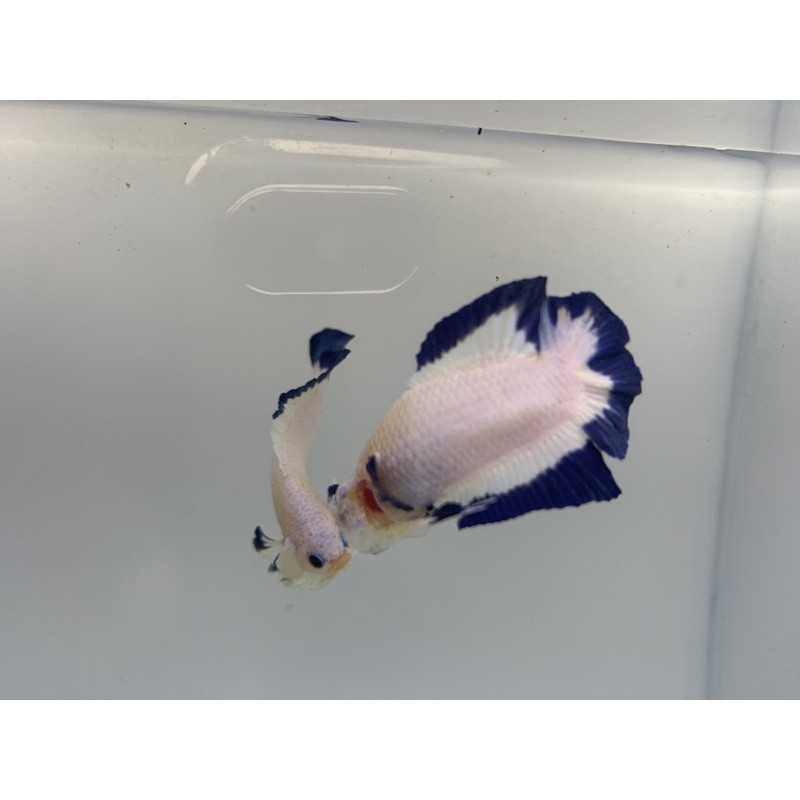 Blue rim double tail