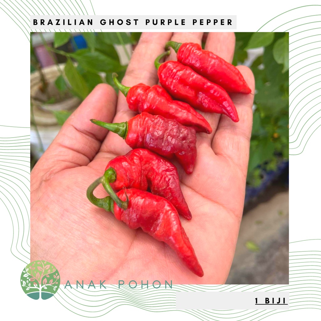 Benih Bibit Biji - Cabai Brazilian Ghost Purple Cabe Super Pedas Pepper Seeds