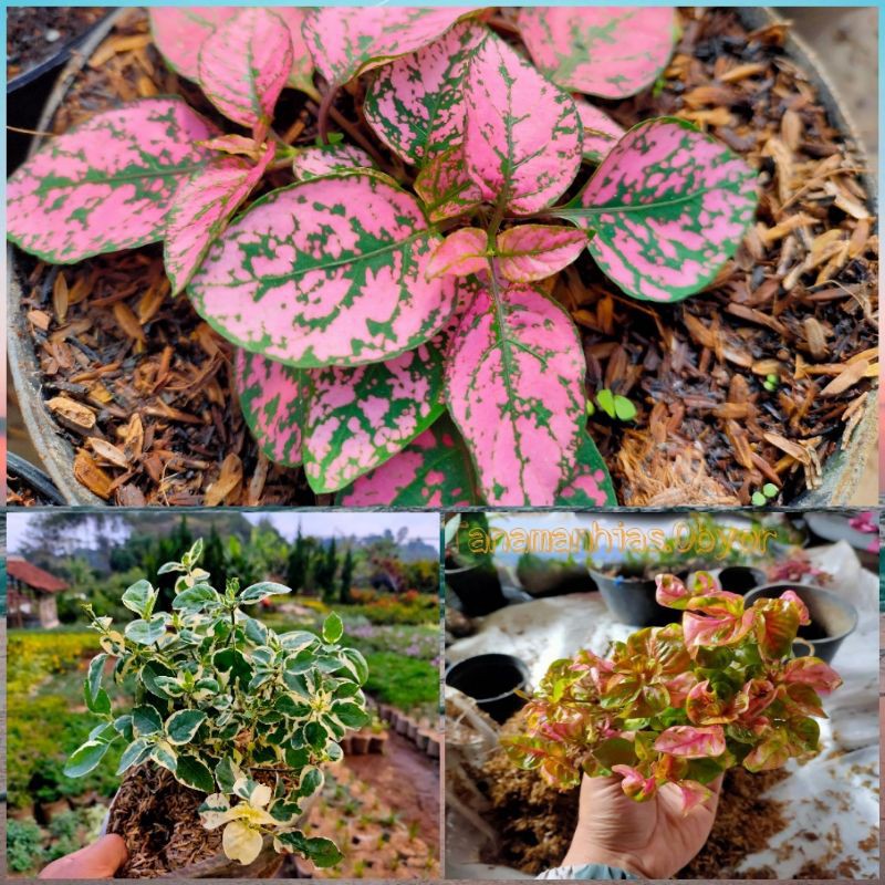 PAKET HEMAT Bunga hias mini *Fitonia mutiara pink,Kriminil variegata,Krokot pink 3colour