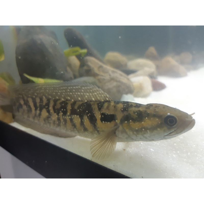 Channa Asiatica RSWS Male 20cm
