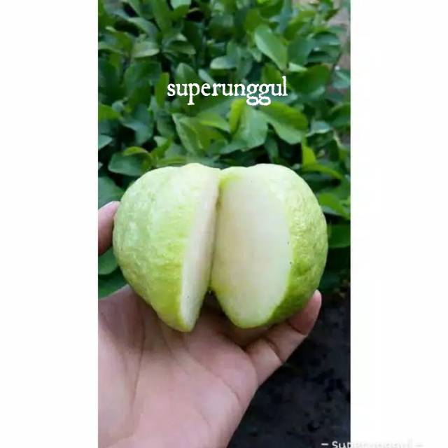 Bibit Jambu Kristal Termurah