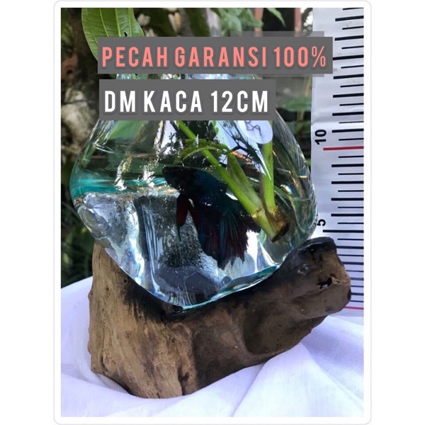 AQUARIUM TIUP/KACA/KAYU/12CM