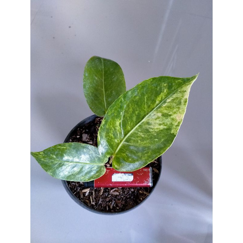 Hokeri  Biji Garuda Varigata Daun Tiga Sangat Cantik