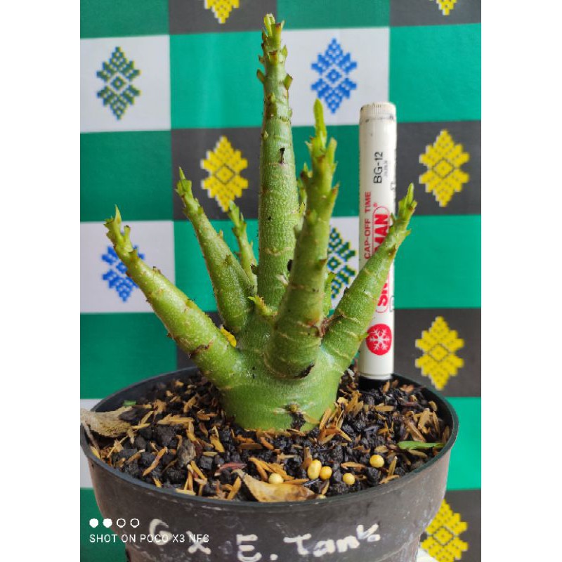 Adenium  Arabikum Hybrid, ID GODJI X EMERALD TANK (G X ET)
