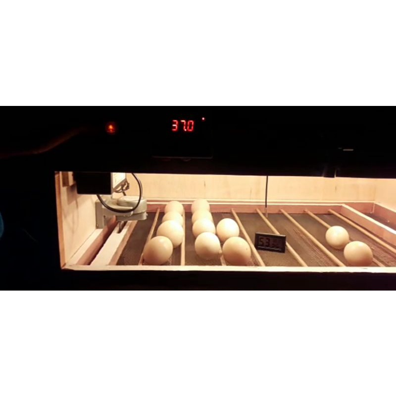 inkubator penetas telur kap.50