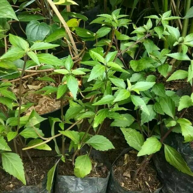 bibit tanaman kumis kucing stek tanaman obat