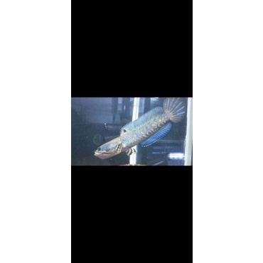 Chana Blue Pulcra 18cm