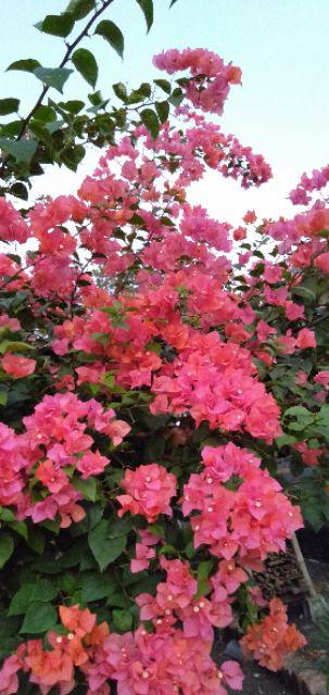 Gamis Rayon Tuwill Murah  - By Bariss Batik