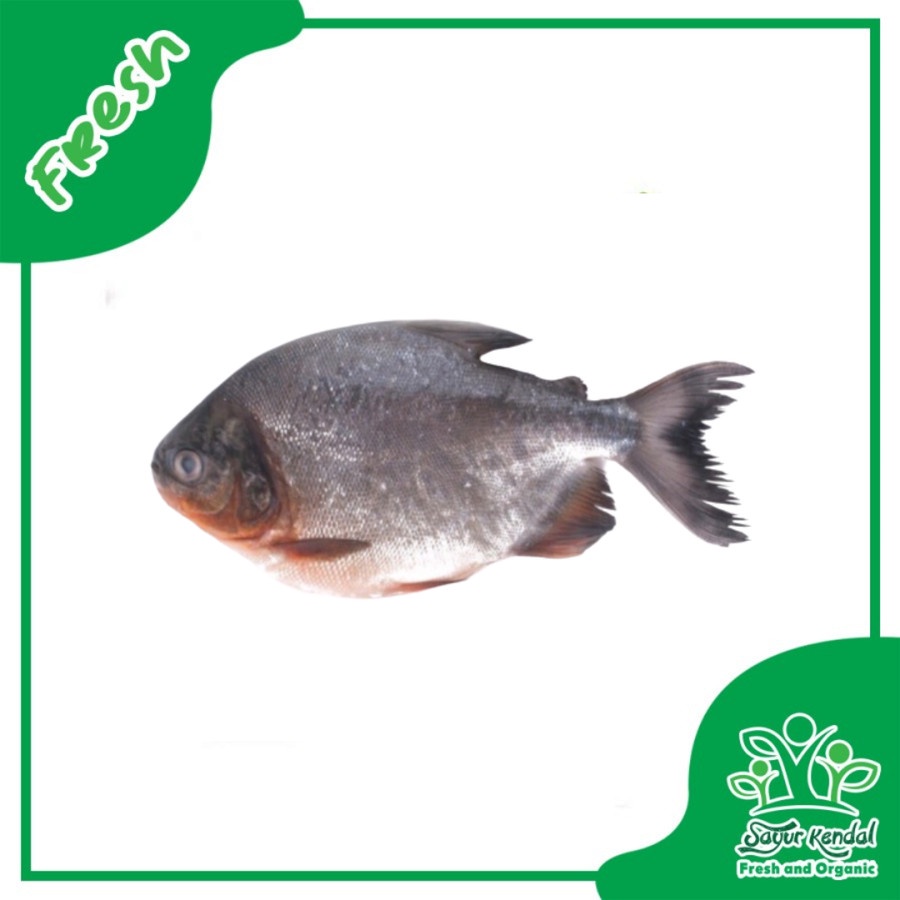 

Ikan Bawal Air Tawar - Sayur Kendal