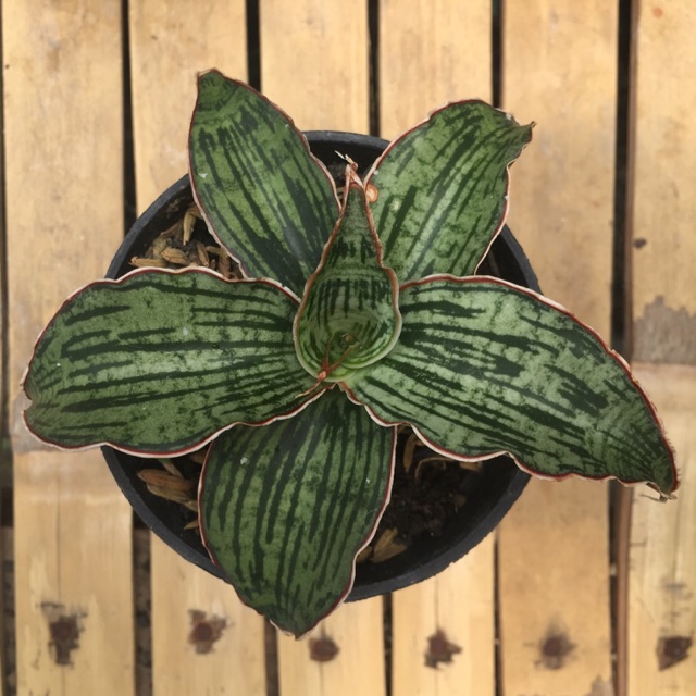 Sansevieria cleopatra Shopee Indonesia