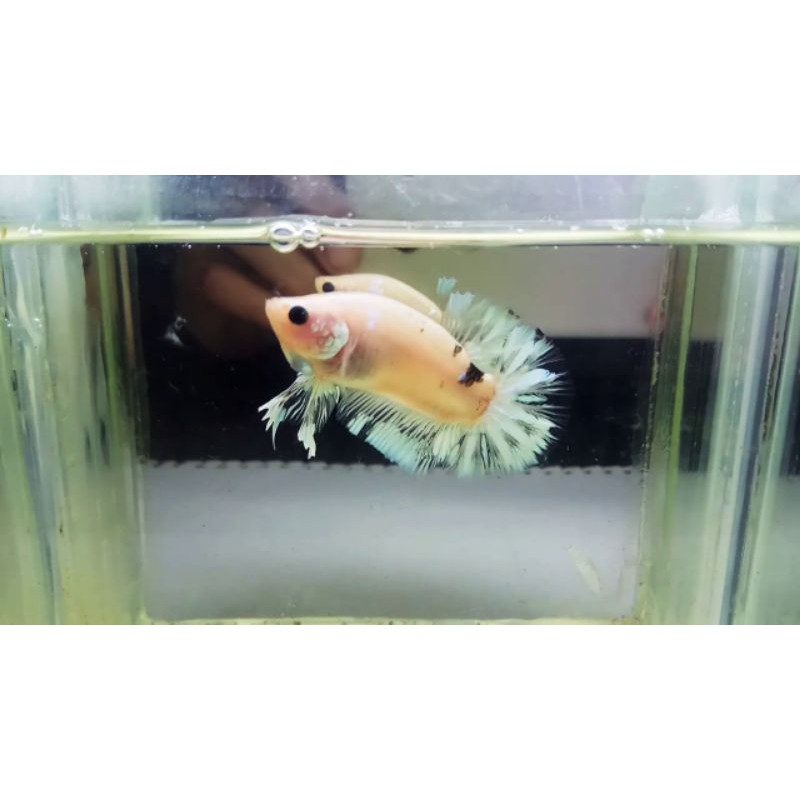 ikan cupang cello/basgel