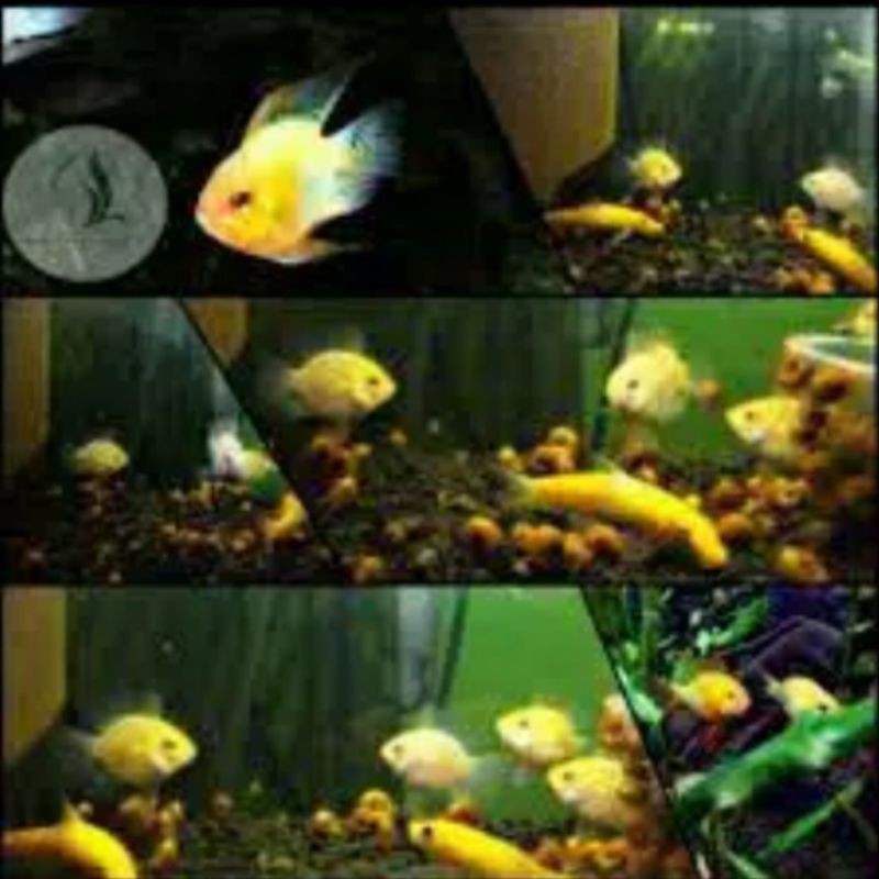 

remerezi golden / ikan hias / aquasqape