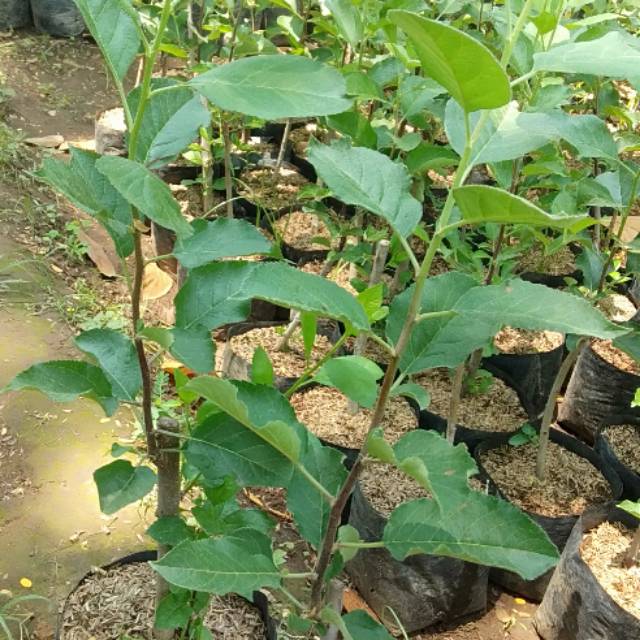 BIBIT  APEL ANNA MALANG