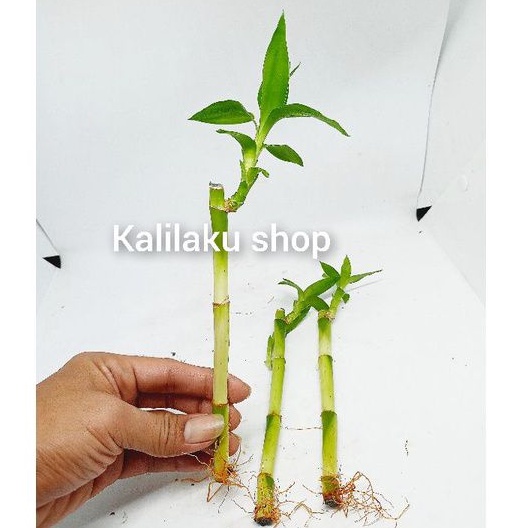 tanaman Aquascape bambu hoki/batang bambu hoki/tanaman aquarium/Aquascape/tanaman air/aquascape