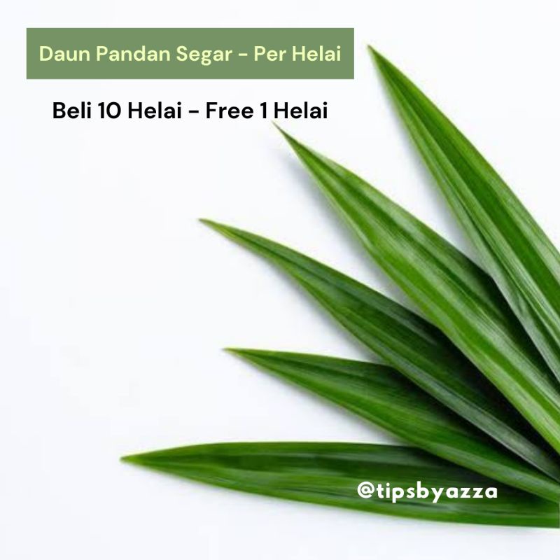 Daun Pandan Segar / Daun Suji Segar / Pewarna Hijau Alami