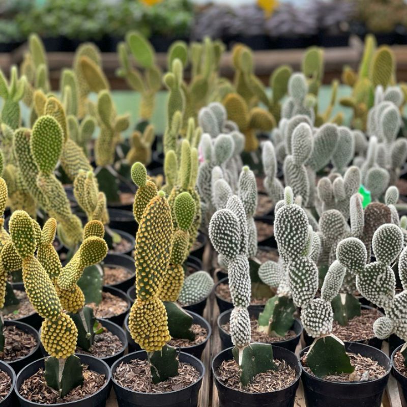 Kaktus Grafting Mickey | Opuntia Microdays