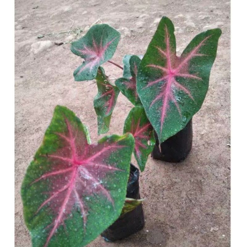 Bibit Bunga keladi Bisa Pilih Jenis